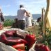 Градинарите од струмичко во неизвесност по која цена ќе се продава црвената пиперка